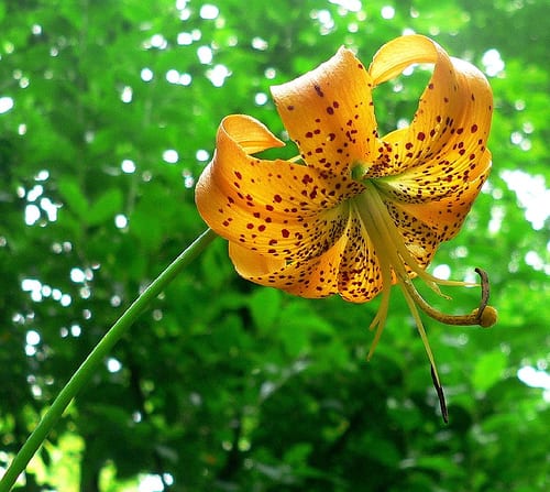 Turk's-cap lily (Lilium superbum)