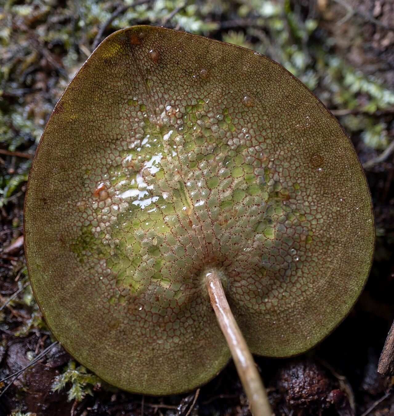American frogbit (Limnobium spongia)