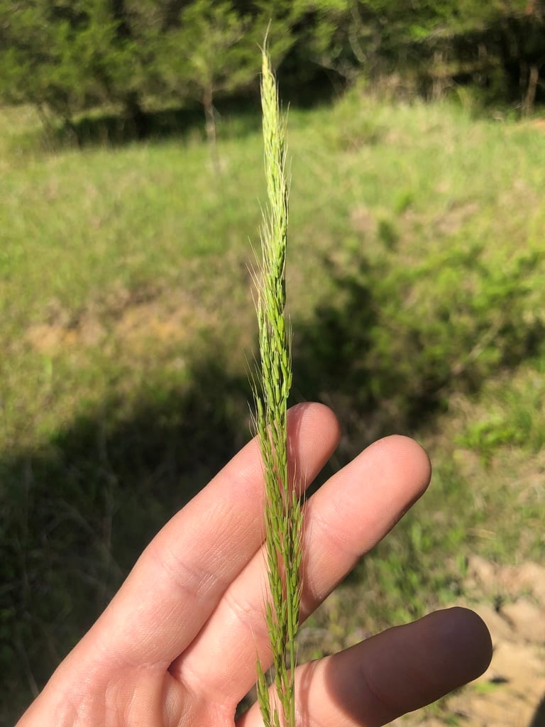 Ozark grass (Limnodea arkansana)