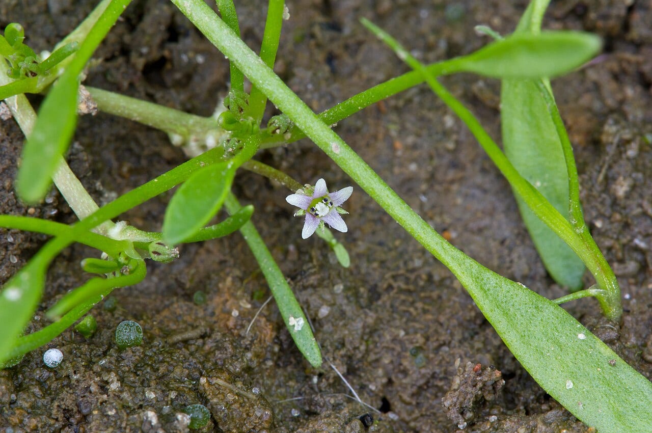 Awl-leaf mudwort (Limosella aquatica)