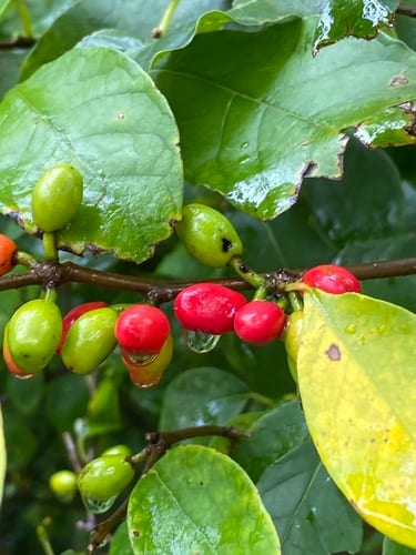 Spicebush (Lindera benzoin var. benzoin)