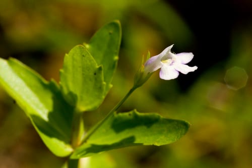 Yellowseed false pimpernel (Lindernia dubia var. dubia)