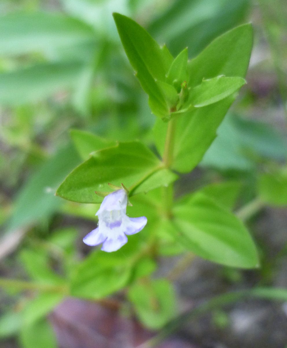 Yellowseed false pimpernel (Lindernia dubia)
