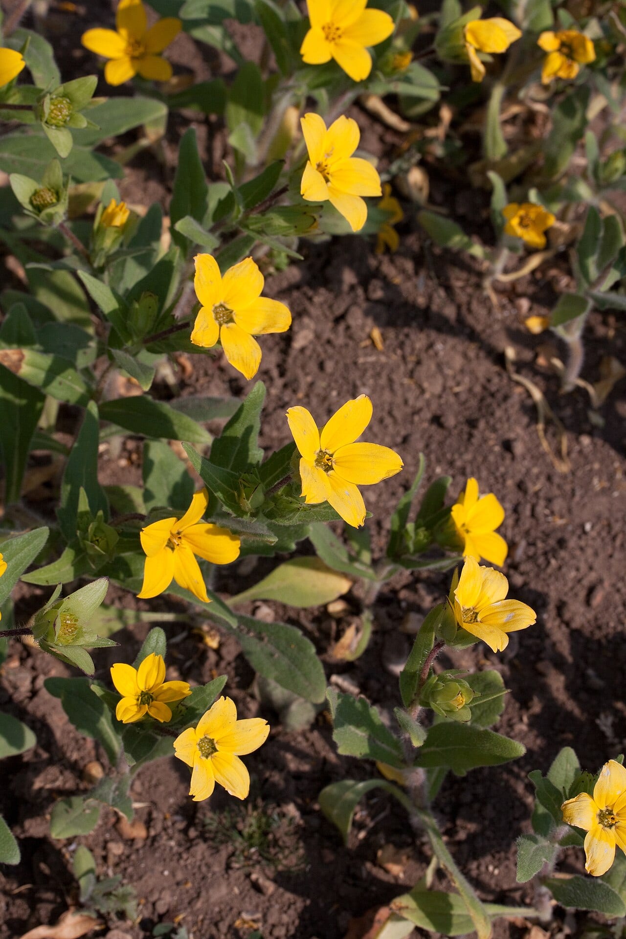 Texas yellowstar (Lindheimera texana)