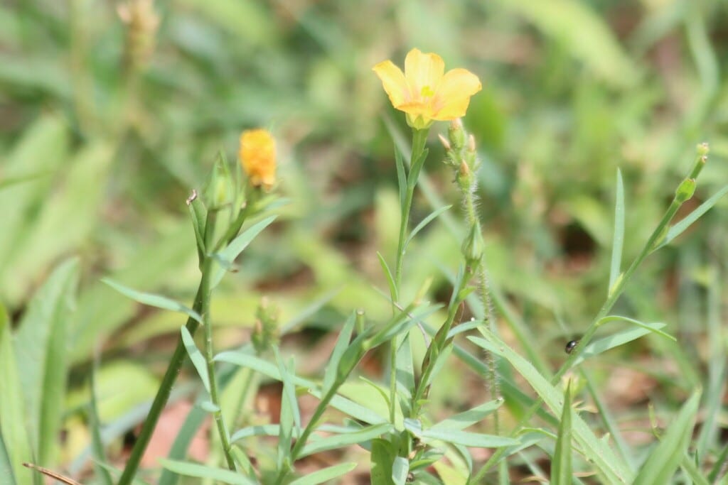 Berlandier's yellow flax (Linum berlandieri var. berlandieri)