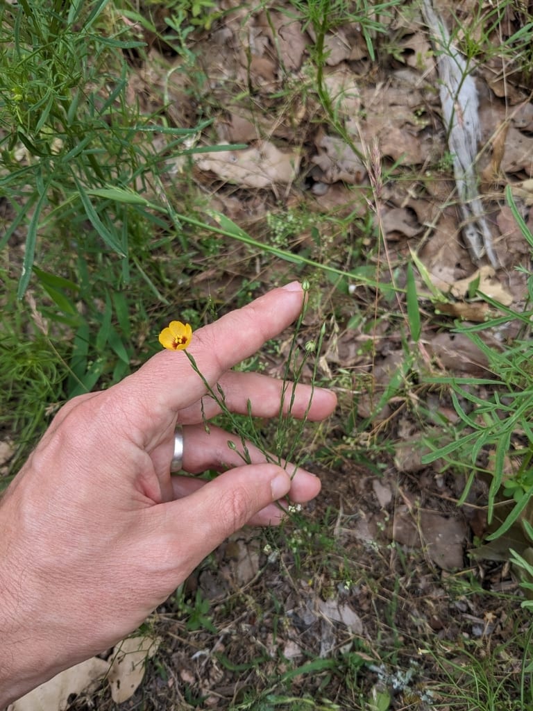 Texas flax (Linum hudsonioides)