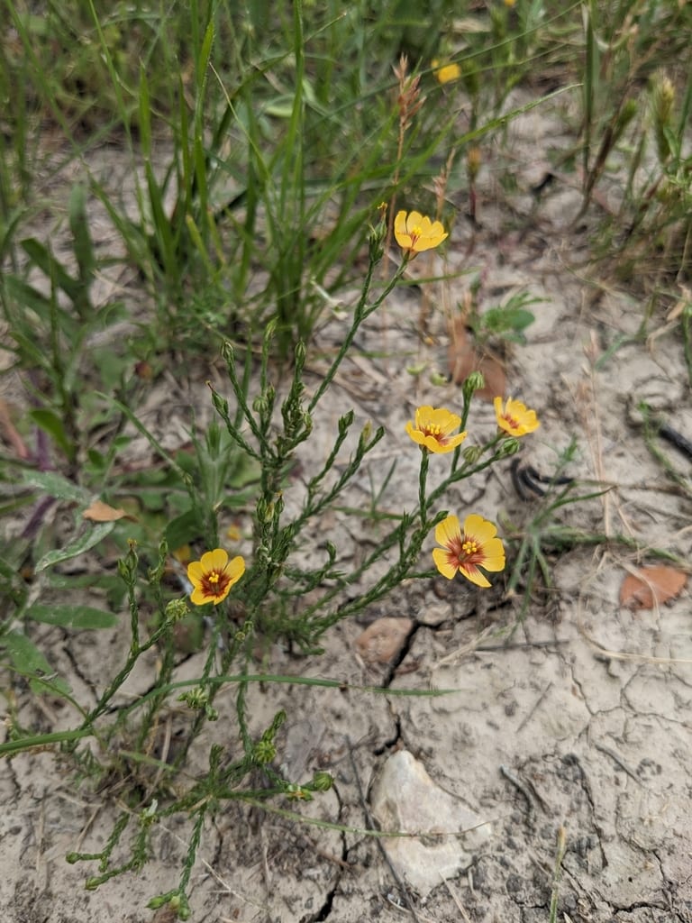 Tufted flax (Linum imbricatum)