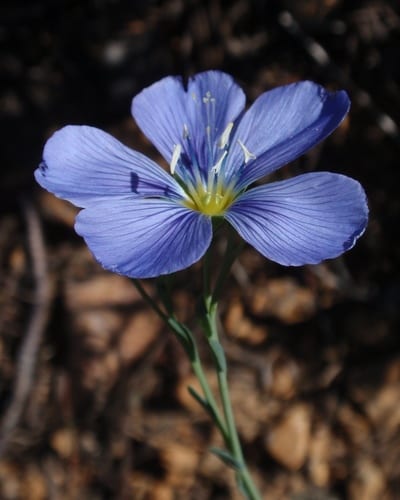 Prairie flax (Linum lewisii var. lewisii)