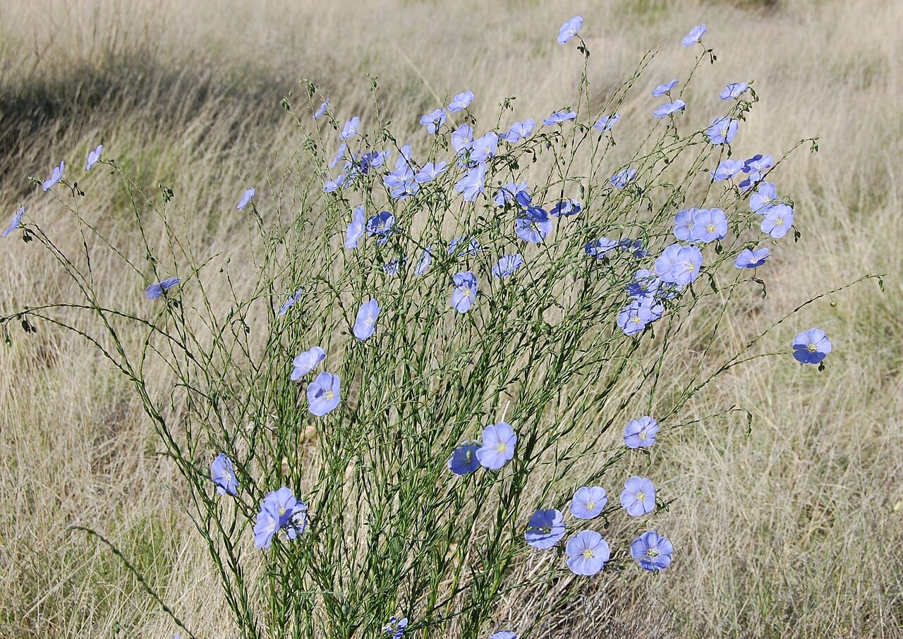 Wild blue flax (Linum lewisii)
