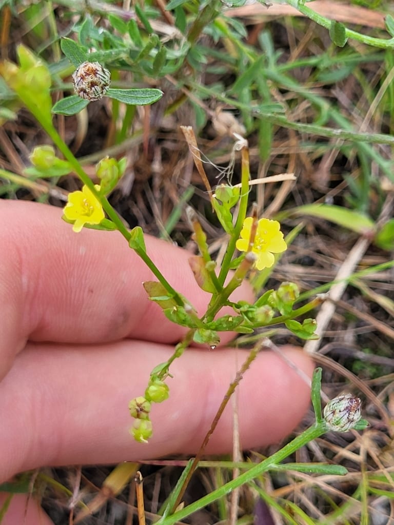 Stiff yellow flax (Linum medium var. texanum)