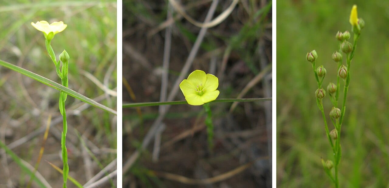 Stiff yellow flax (Linum medium)