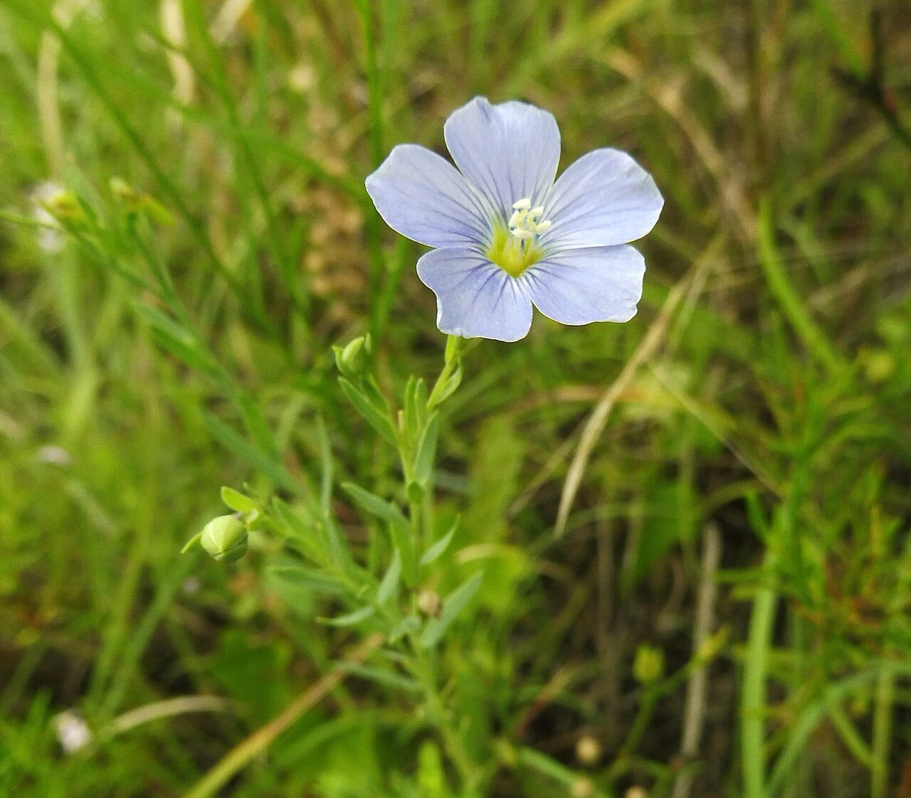 Meadow flax (Linum pratense)