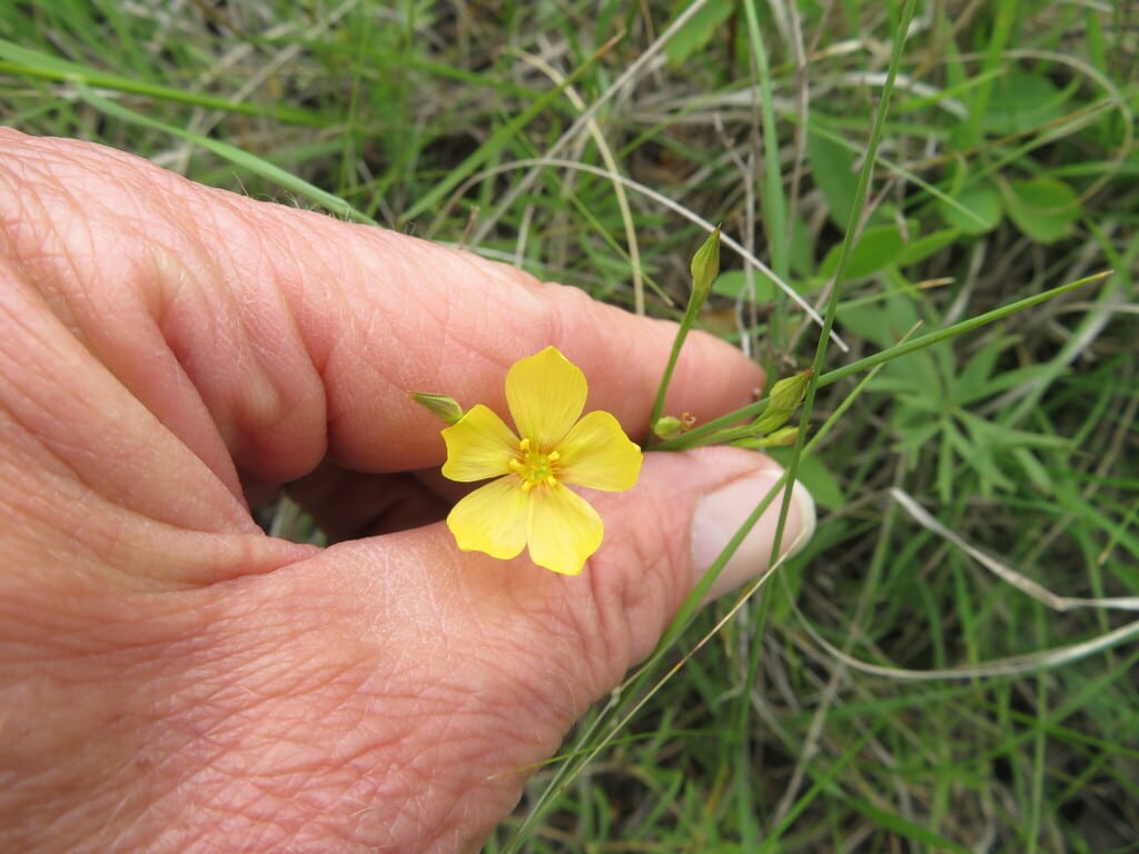 Stiffstem flax (Linum rigidum)