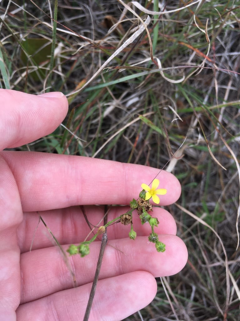 Grooved flax (Linum sulcatum var. sulcatum)