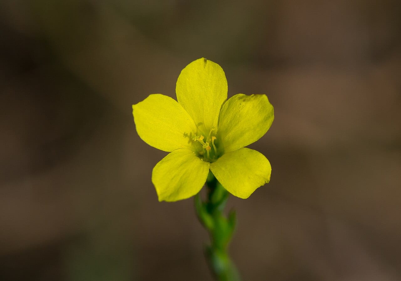 Grooved flax (Linum sulcatum)