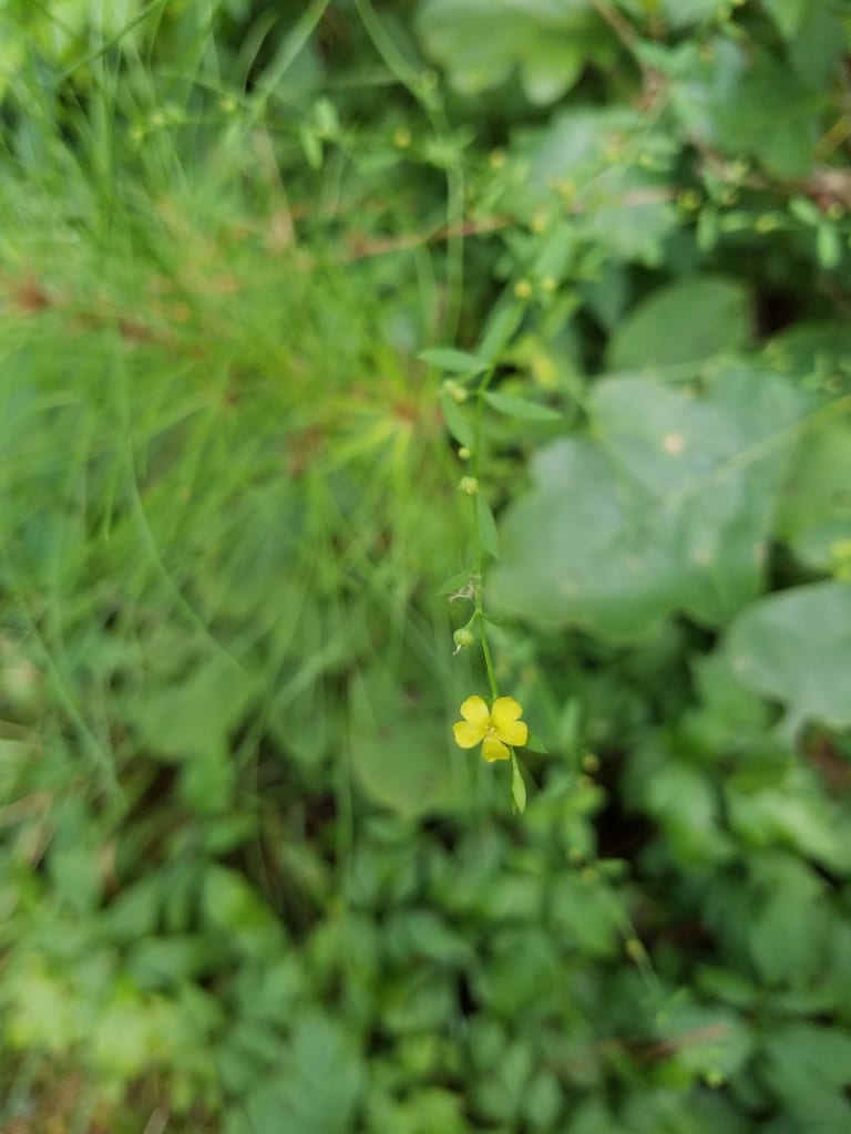 Woodland flax (Linum virginianum)