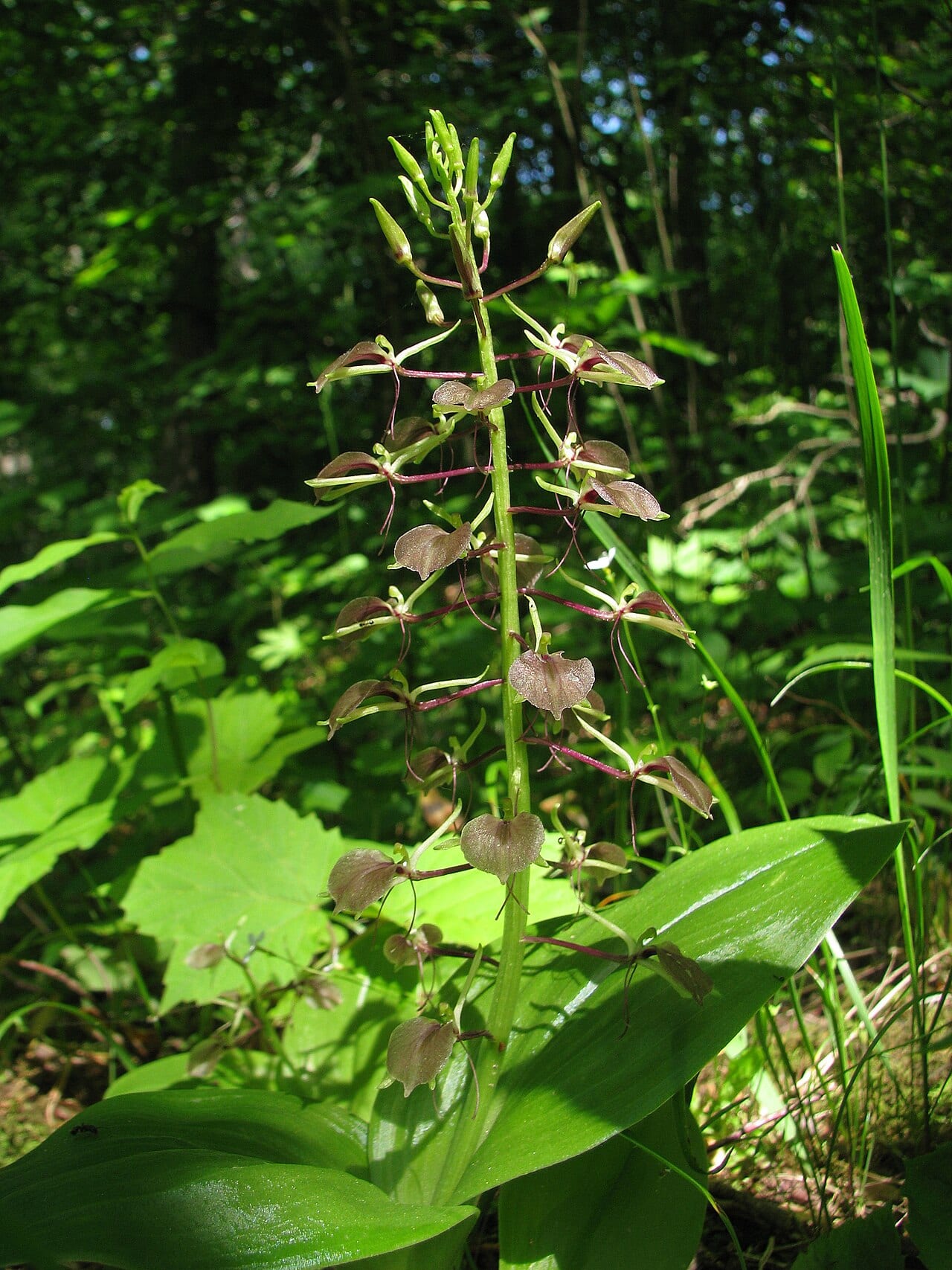 Brown widelip orchid (Liparis liliifolia)