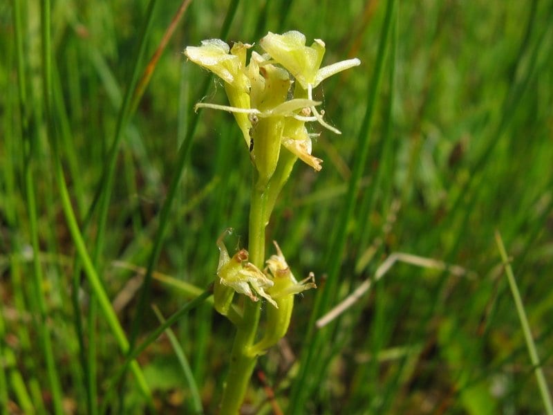 Yellow widelip orchid (Liparis loeselii)