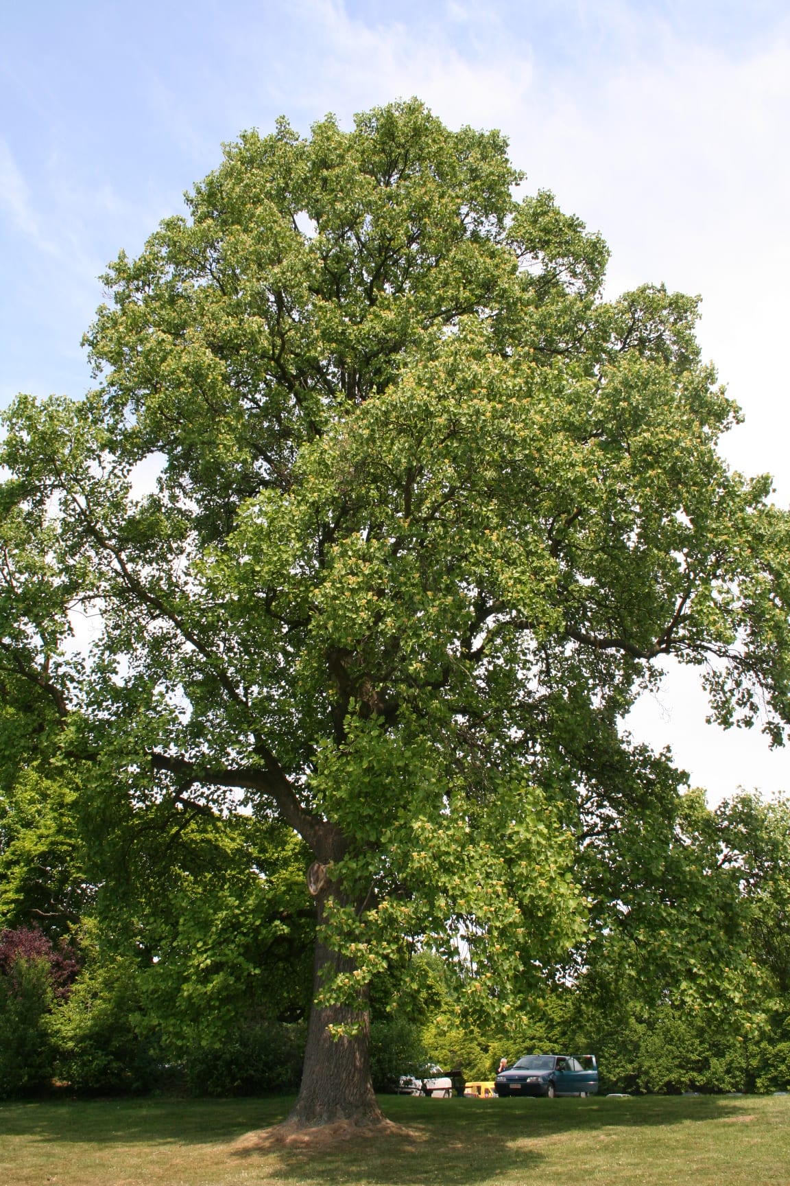 Tulip tree (Liriodendron tulipifera)