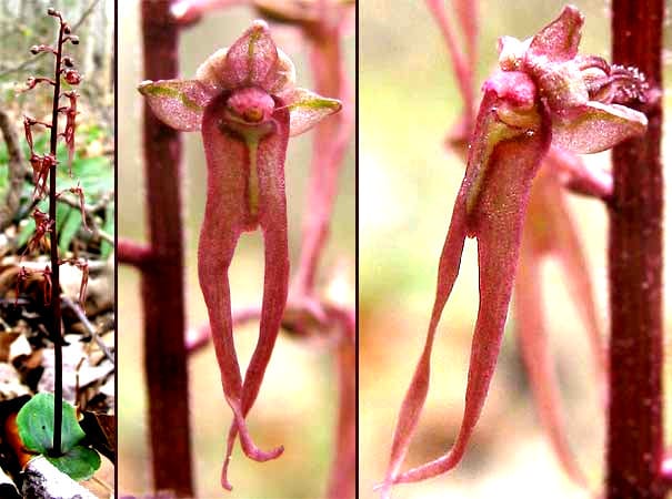 Southern twayblade (Listera australis)