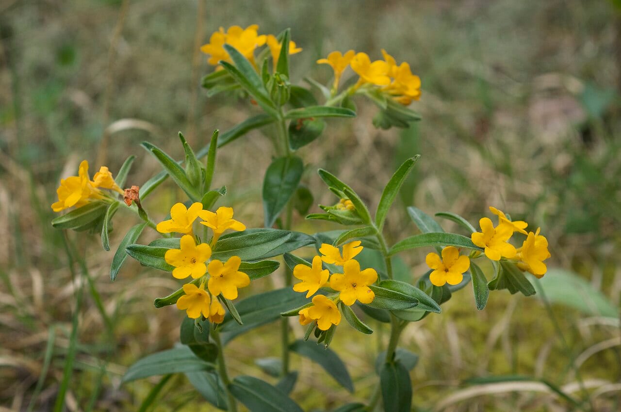 Hoary puccoon (Lithospermum canescens)
