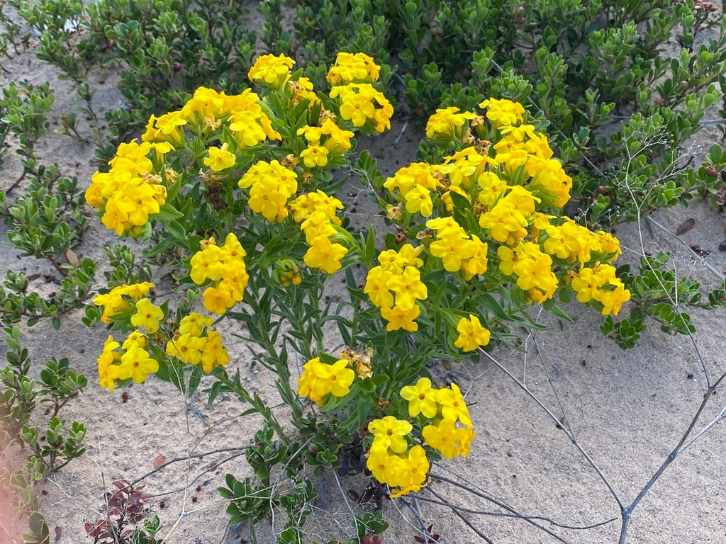 Carolina puccoon (Lithospermum caroliniense var. caroliniense)