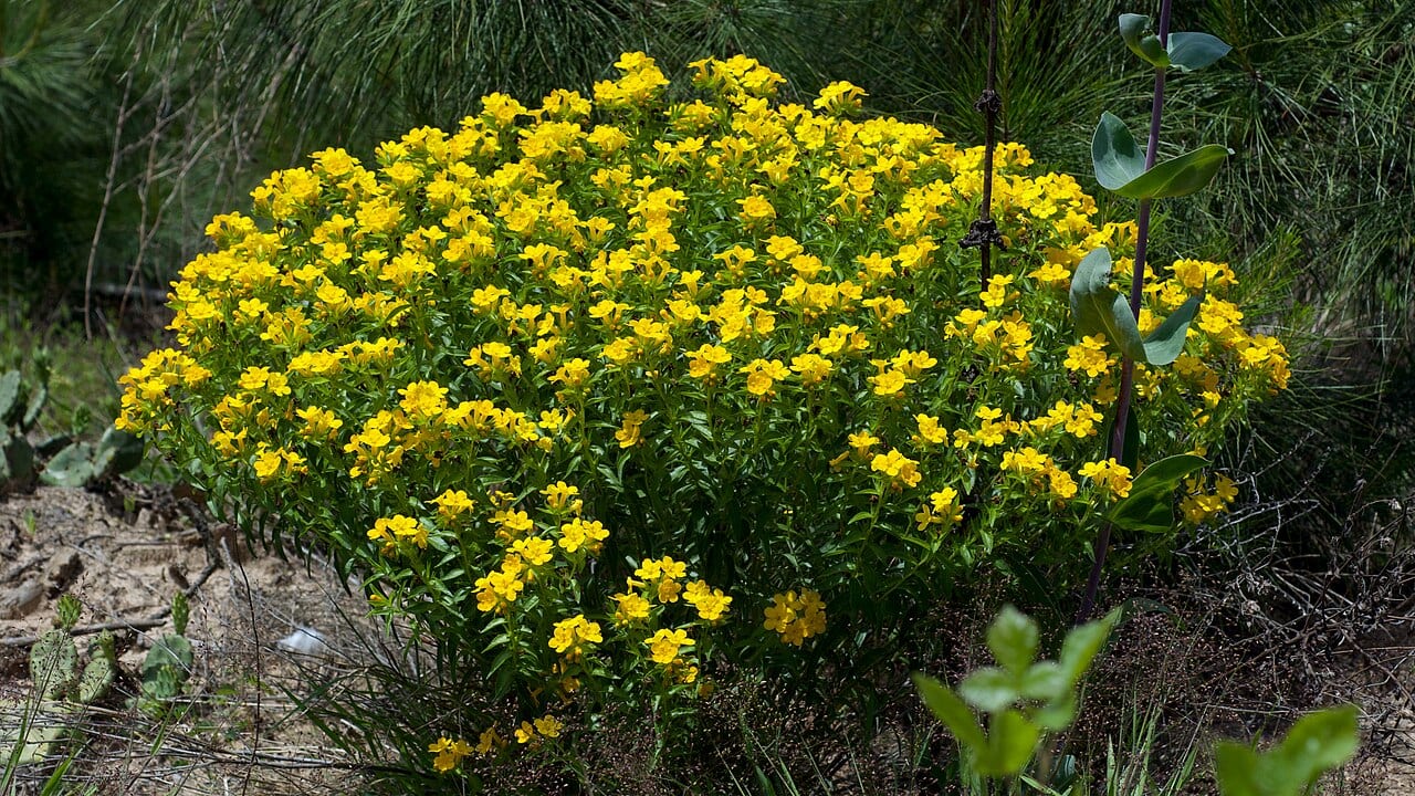 Carolina puccoon (Lithospermum caroliniense var. croceum)