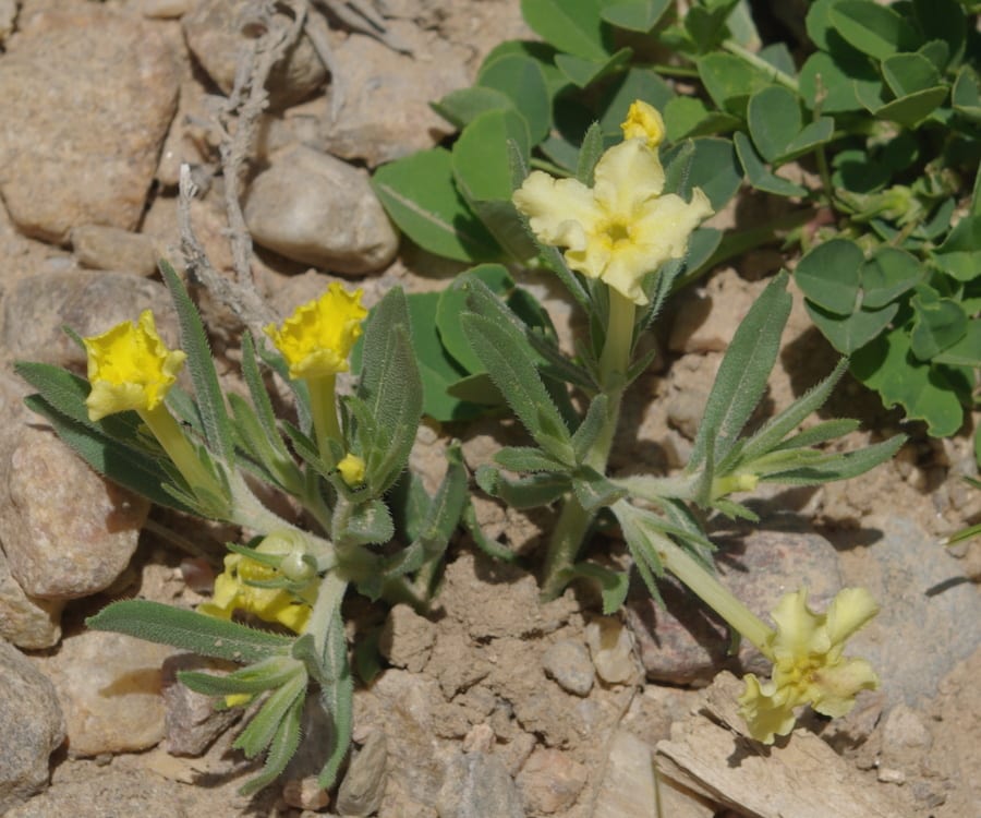 Fringed puccoon (Lithospermum incisum)