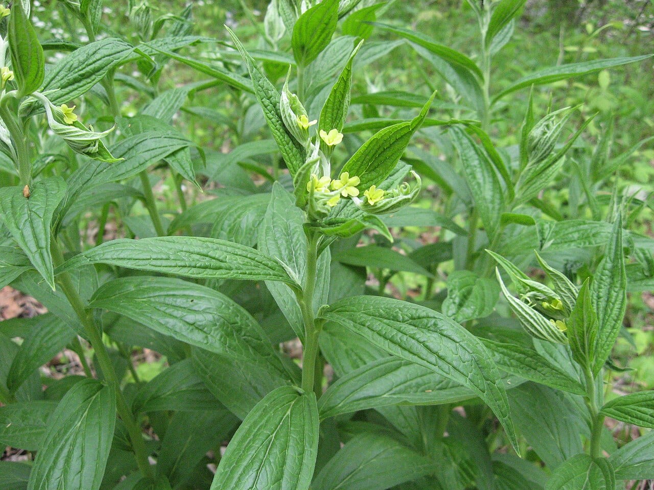 American stoneseed (Lithospermum latifolium)