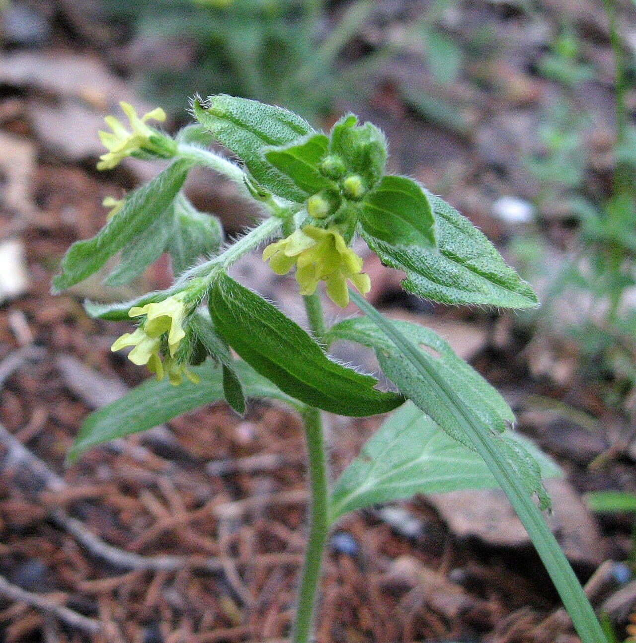 Tuberous stoneseed (Lithospermum tuberosum)