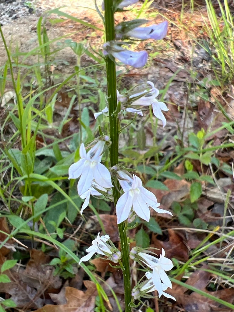 Pale lobelia (Lobelia appendiculata var. appendiculata)