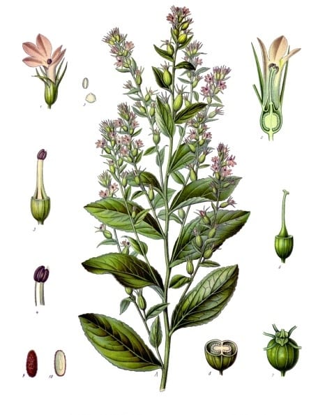 Indian tobacco (Lobelia inflata)