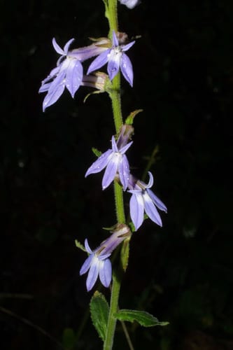 Downy lobelia (Lobelia puberula var. puberula)