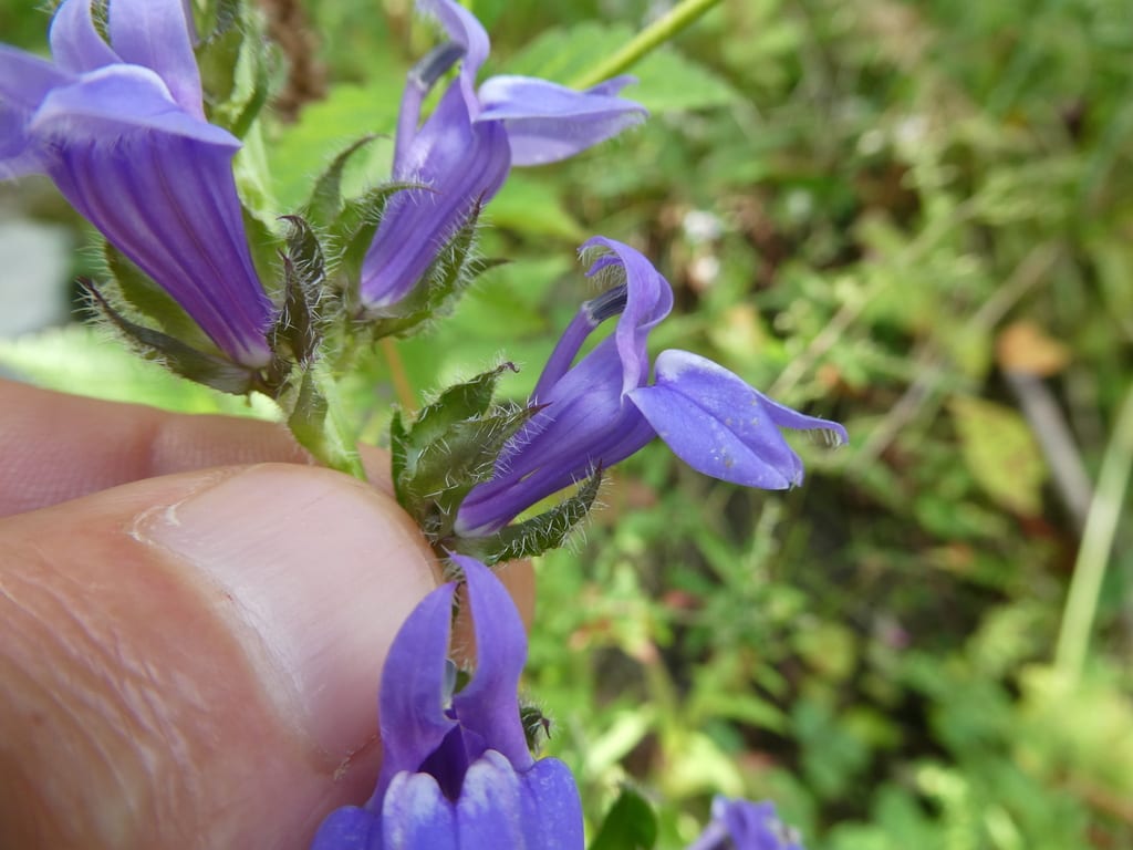 Great blue lobelia (Lobelia siphilitica var. ludoviciana)