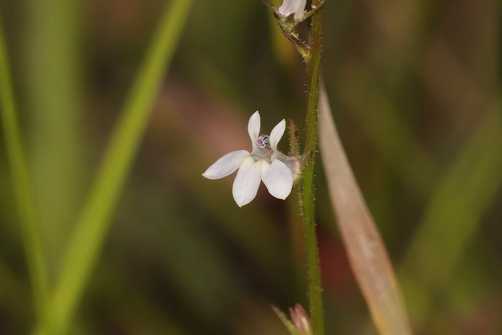 Palespike lobelia (Lobelia spicata var. leptostachys)