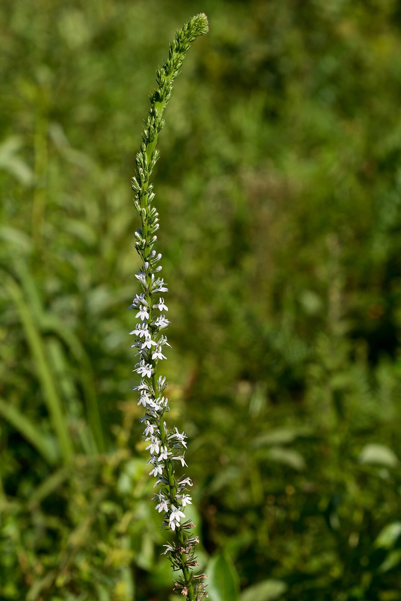 Pale-spike lobelia (Lobelia spicata)