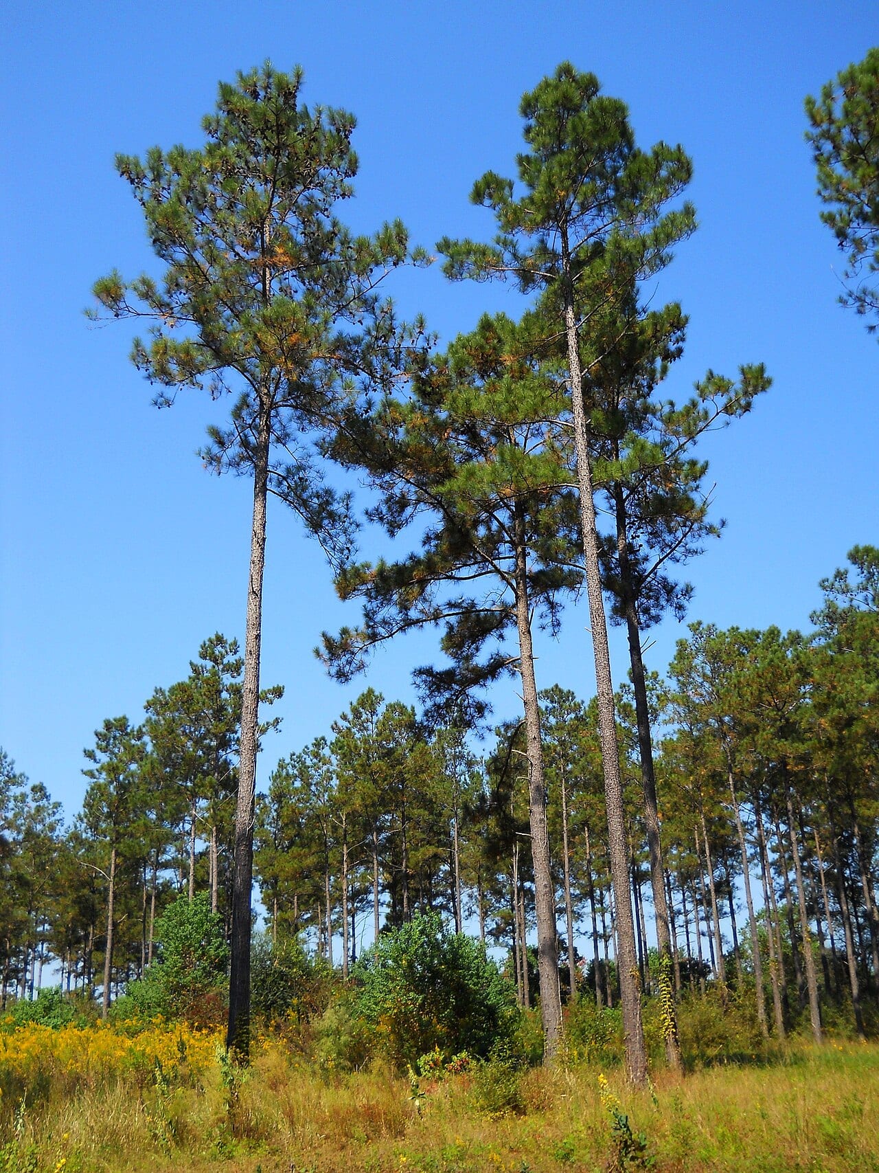 Loblolly Pine (Pinus taeda)