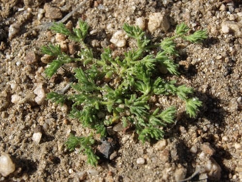 Spreading pygmyleaf (Loeflingia squarrosa)