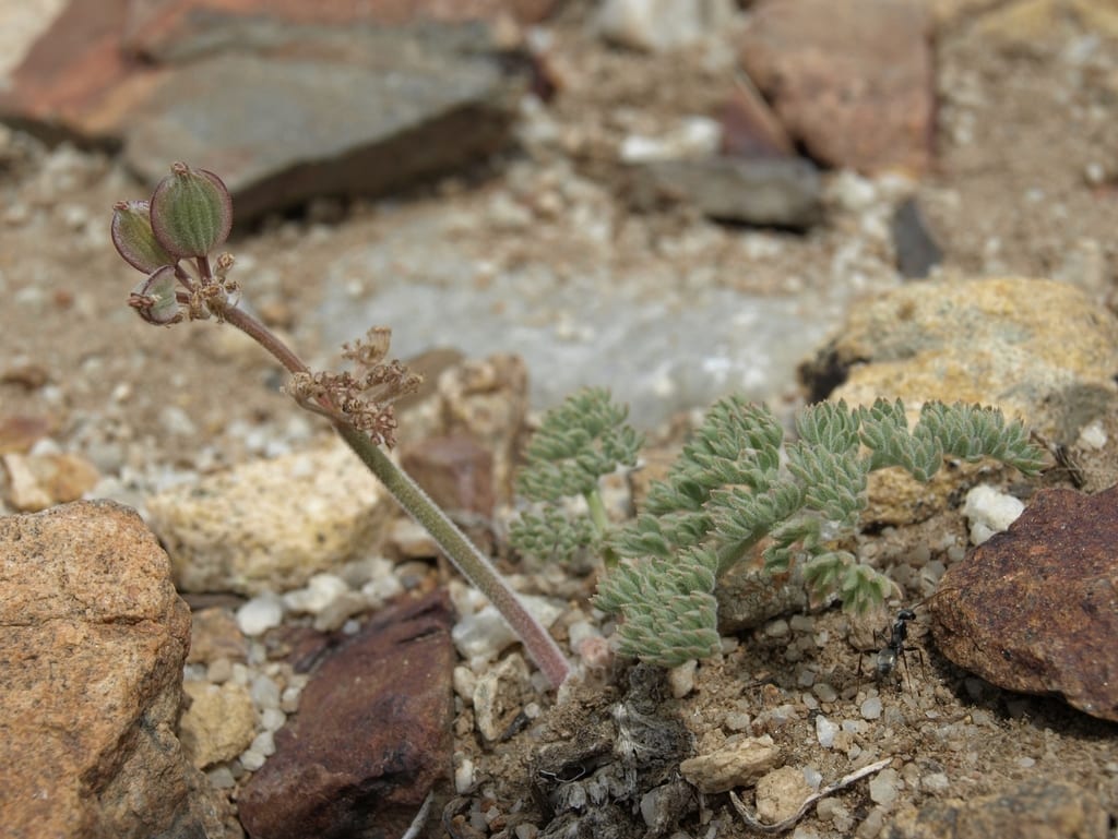 Desert biscuitroot (Lomatium foeniculaceum ssp. foeniculaceum)