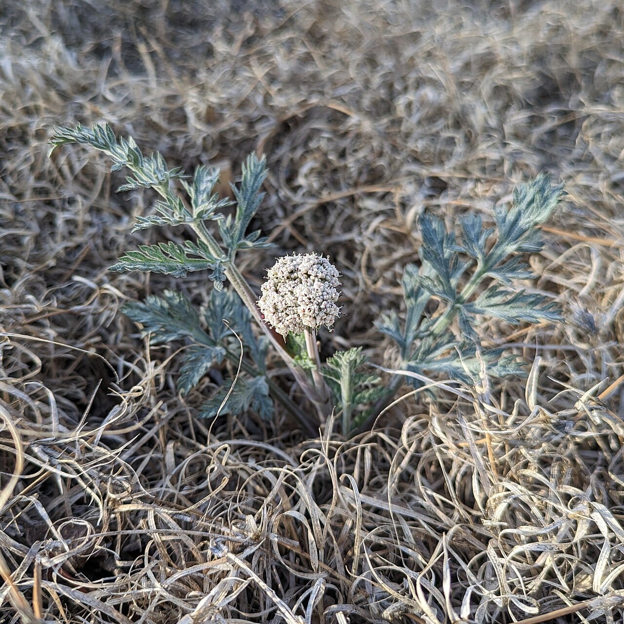 Northern idaho biscuitroot (Lomatium orientale)