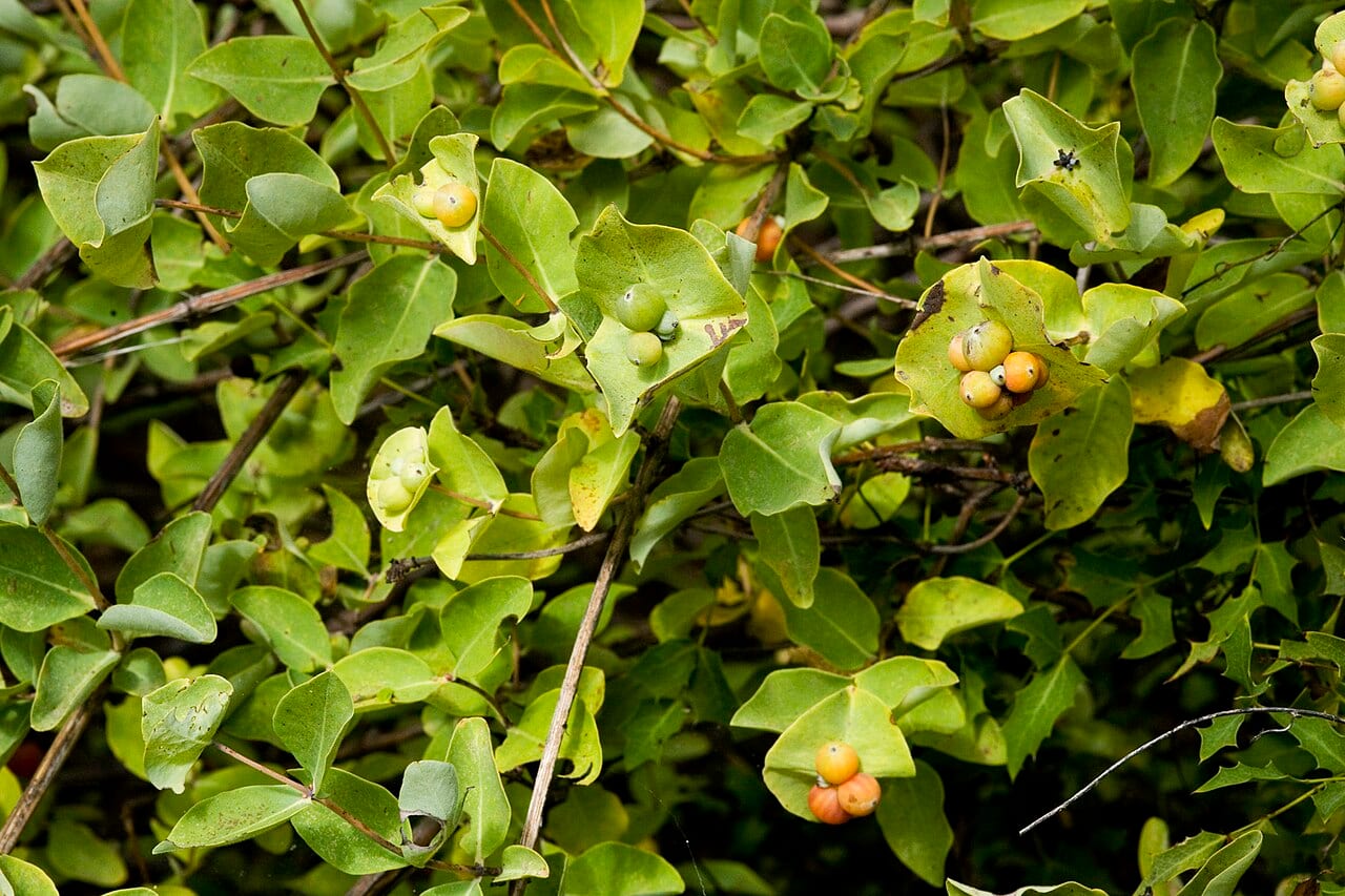 Western white honeysuckle (Lonicera albiflora)