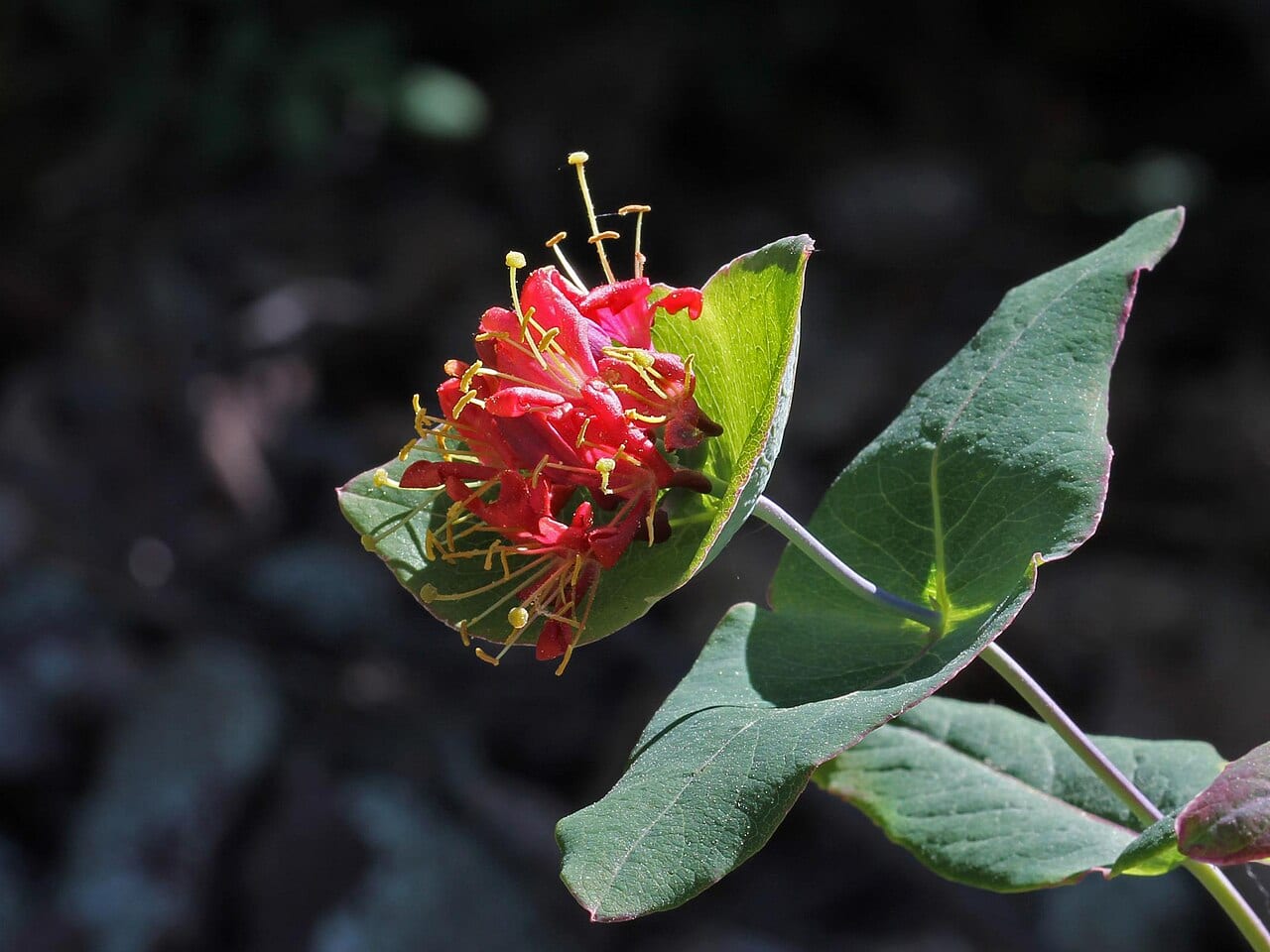 Limber honeysuckle (Lonicera dioica)