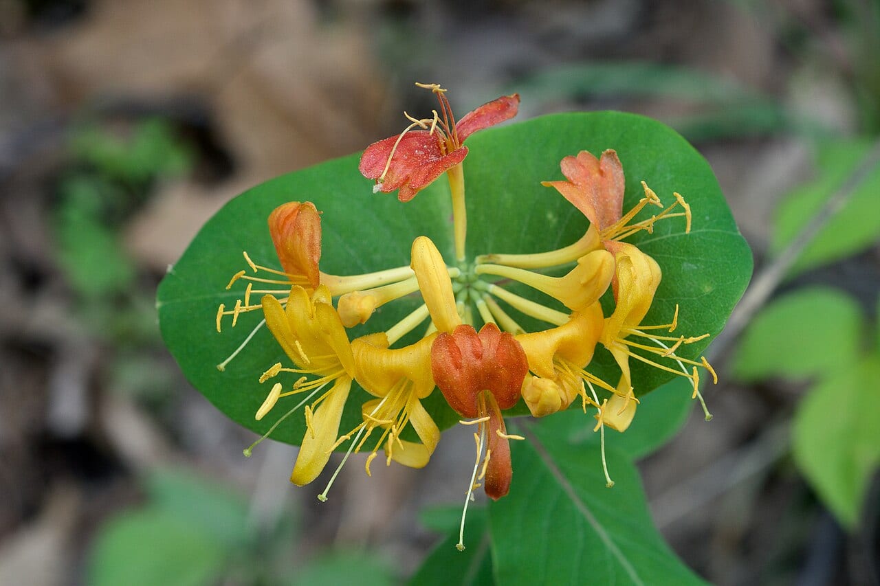 Yellow honeysuckle (Lonicera flava)