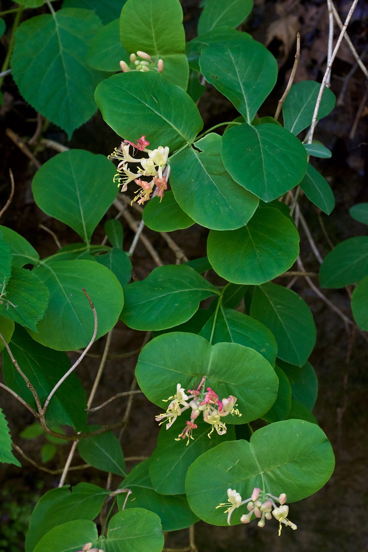 Grape honeysuckle (Lonicera reticulata)