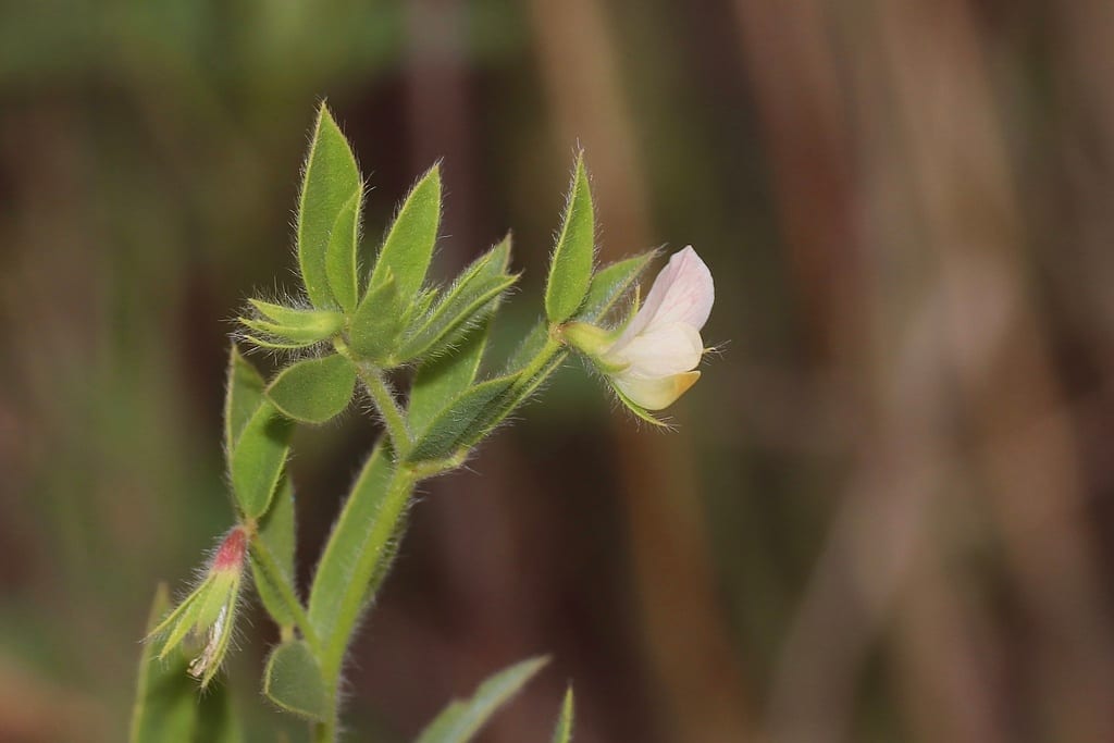 American bird's-foot trefoil (Lotus unifoliolatus var. unifoliolatus)
