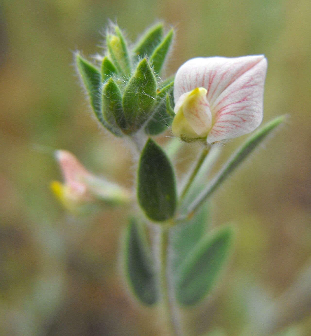 American bird's-foot trefoil (Lotus unifoliolatus)