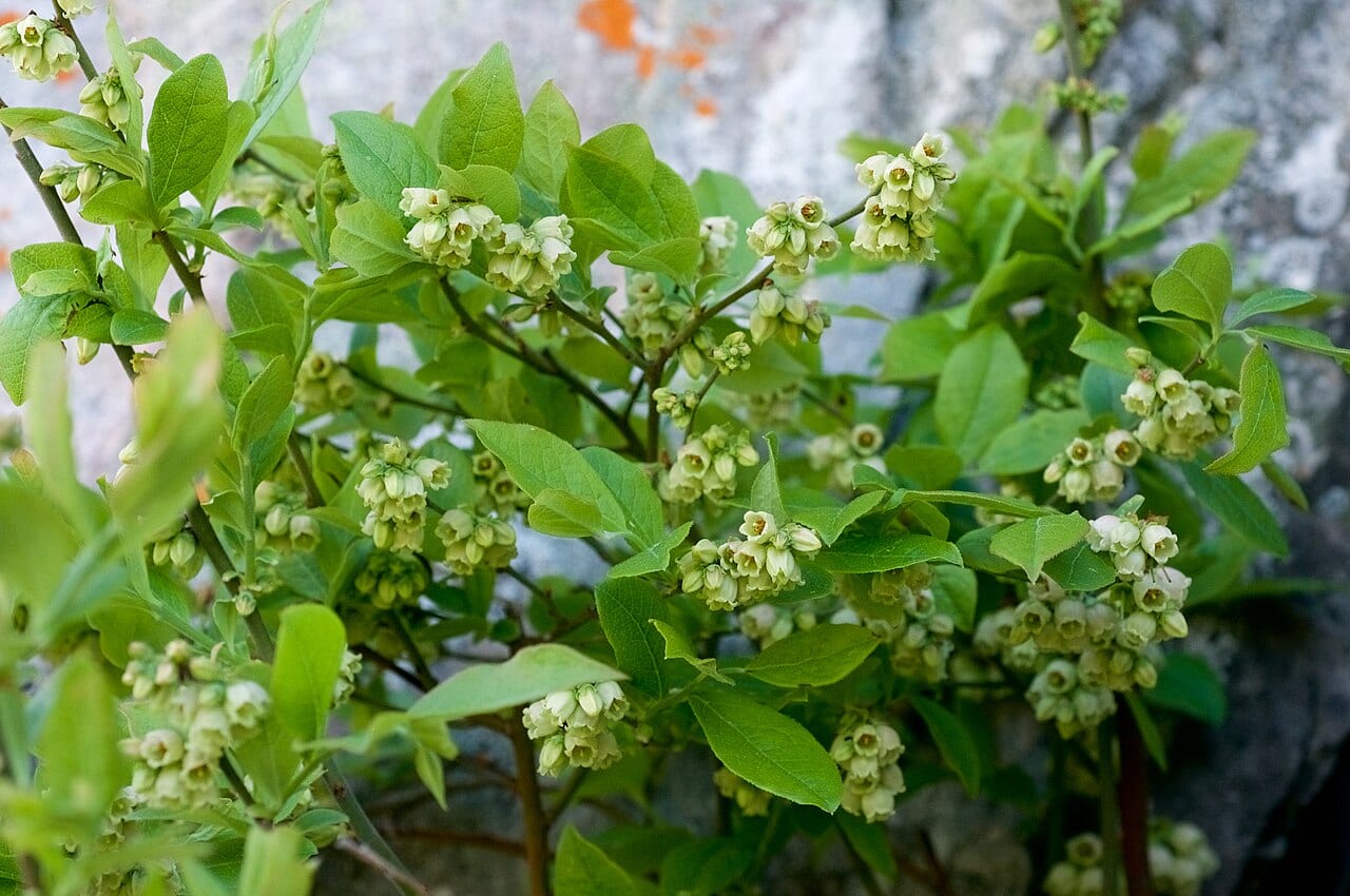 Lowbush Blueberry (Vaccinium pallidum)