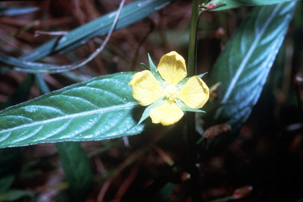 Seedbox (Ludwigia alternifolia)