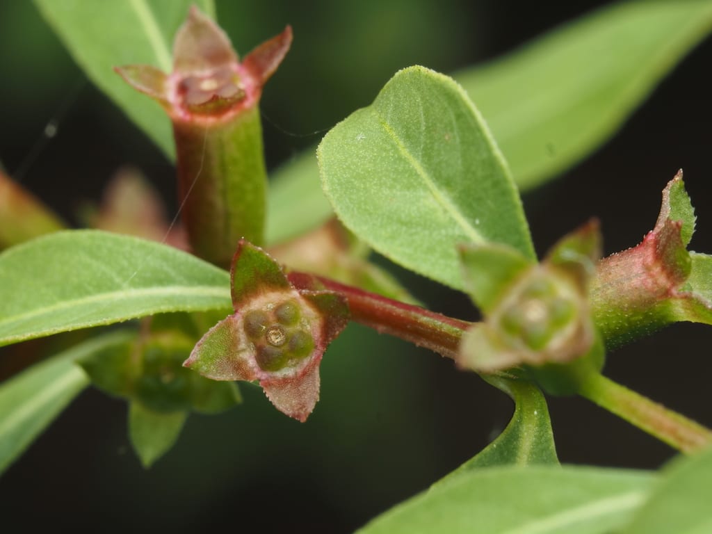 Cylindric-fruited seedbox (Ludwigia glandulosa ssp. glandulosa)