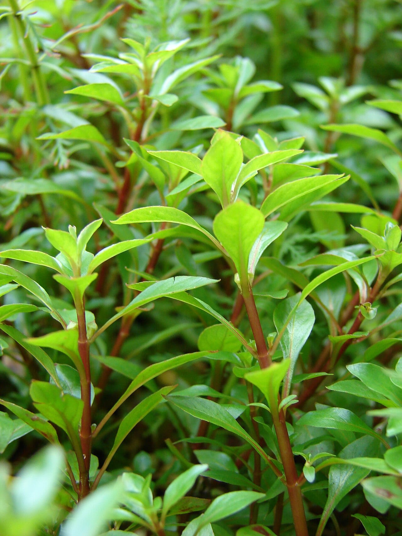 Marsh seedbox (Ludwigia palustris)